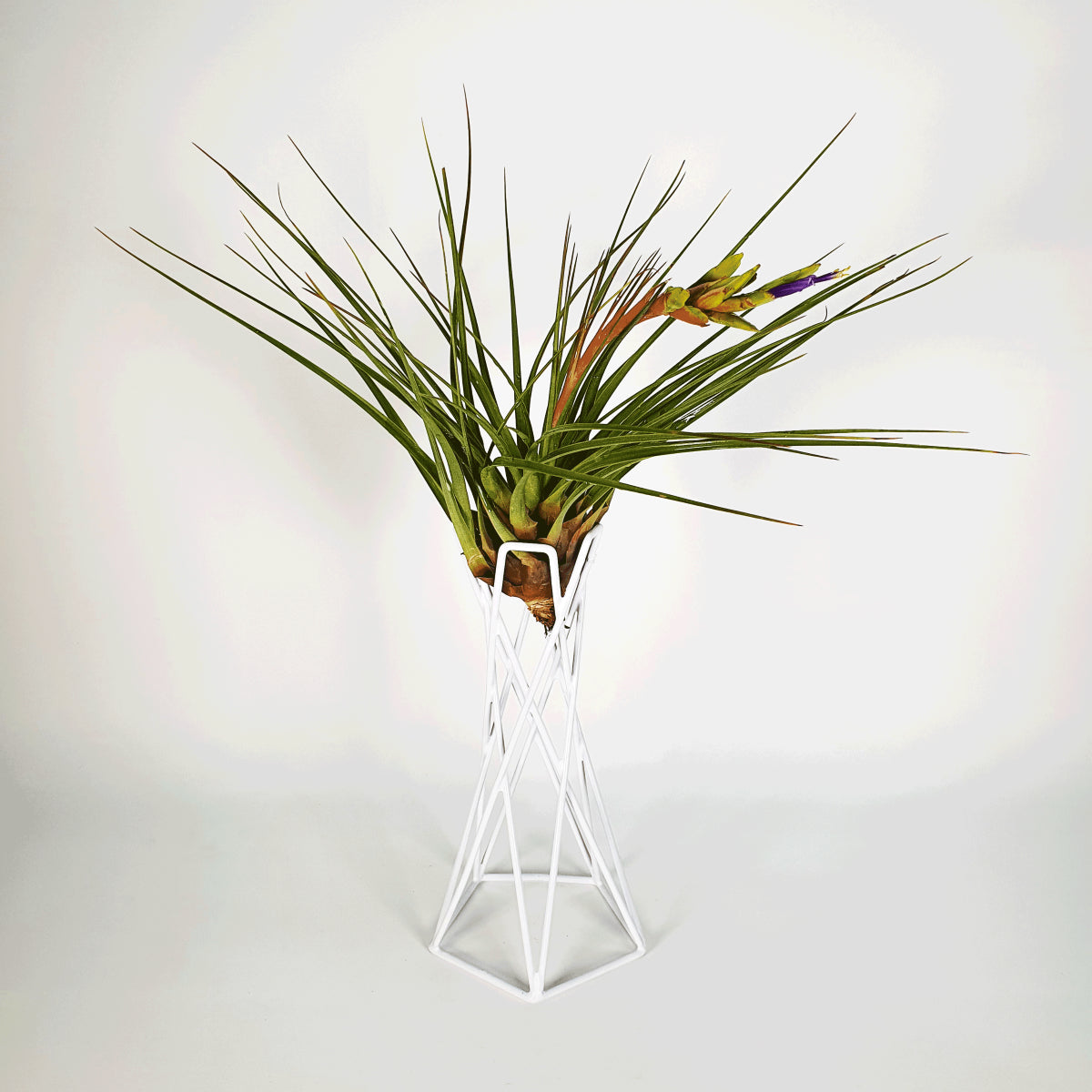 Reversible white metal stand for Tillandsias