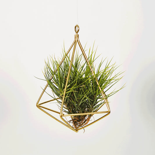 Hanging metal support for Tillandsias