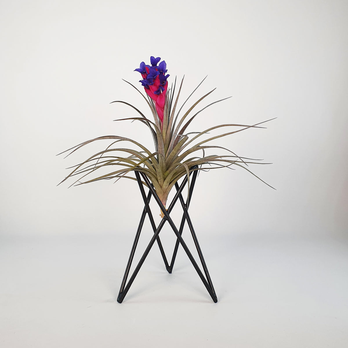 Black metal stand for Tillandsias