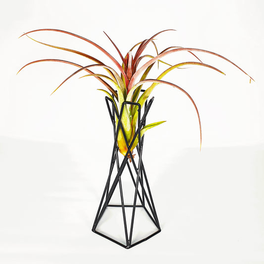 Metal stand/base for Tillandsias