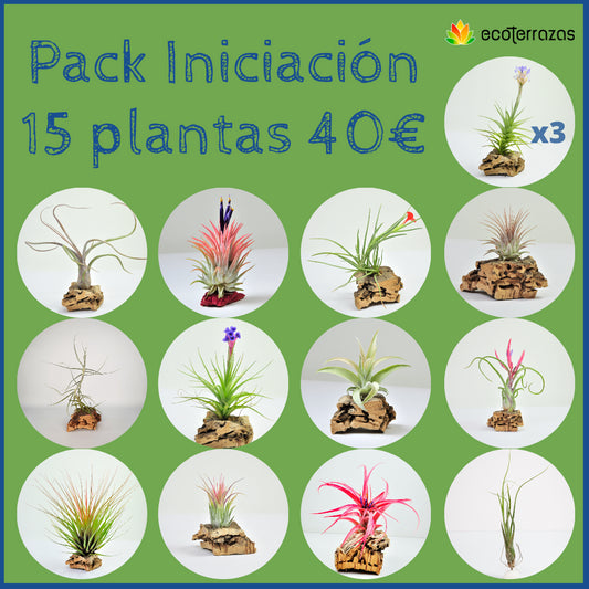 Starter pack 15 Tillandsias