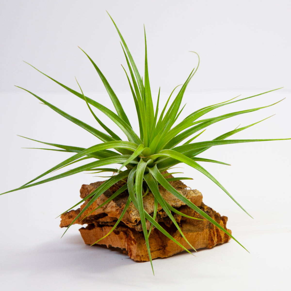 Stricta Hart x Tenuifolia Tillandsia Hybrid