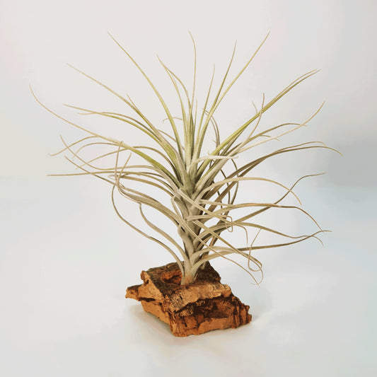 Tectorum Filifoliatum Tillandsia