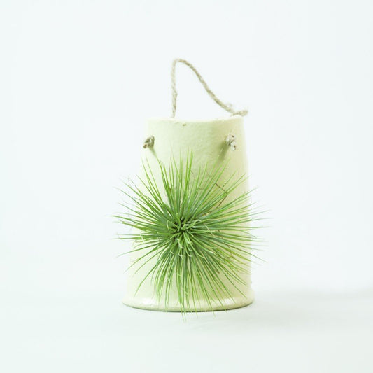 Teja colgante amarilla con Tillandsia Fuchsii Gracilis