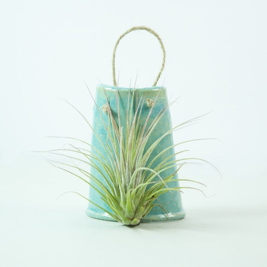 Teja colgante azul con Tillandsia Ionantha Rosea