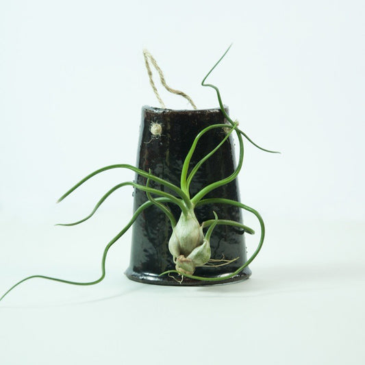 Brown hanging tile with Tillandsia Bulbosa