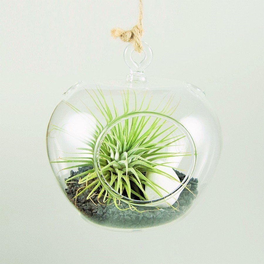 Manzana - Terrario cristal con Tillandsia Ionantha Silver