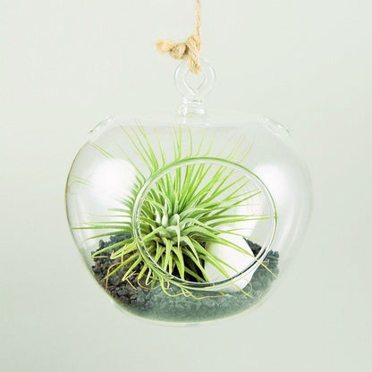 Apple - Glass Terrarium with Tillandsia Ionantha Silver