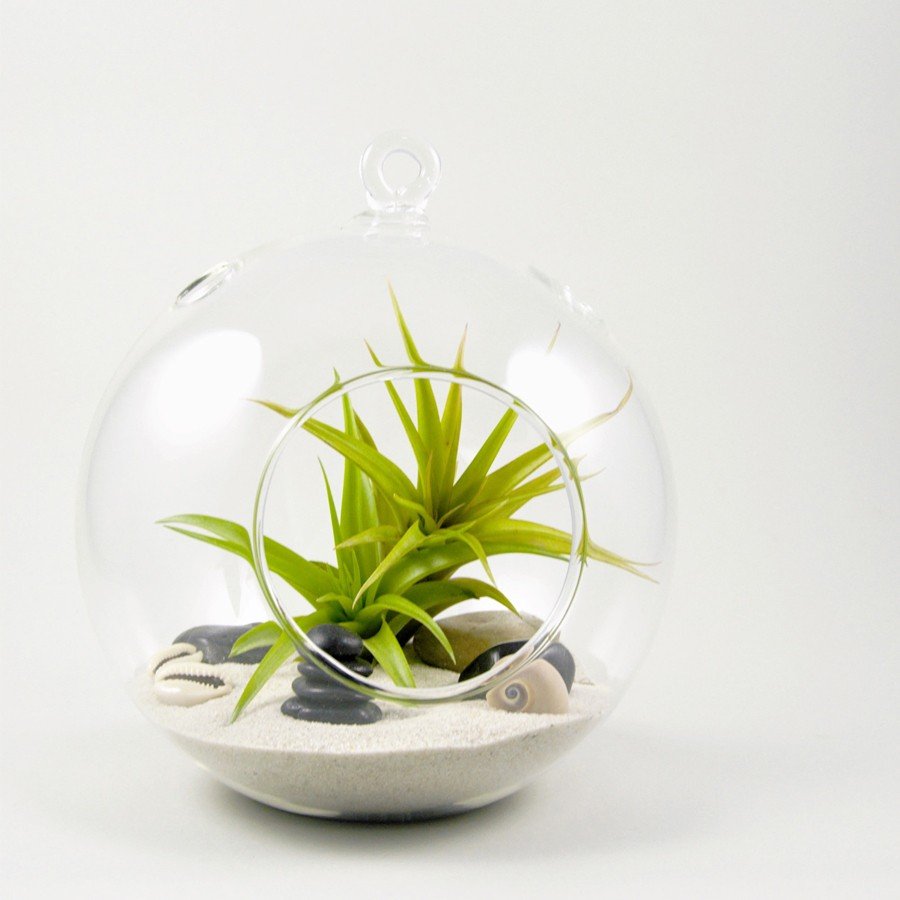 Blase groß 20 cm. Terrarium