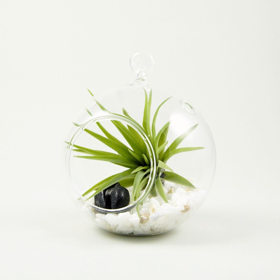 Bubble baby 10 cm. Terrarium