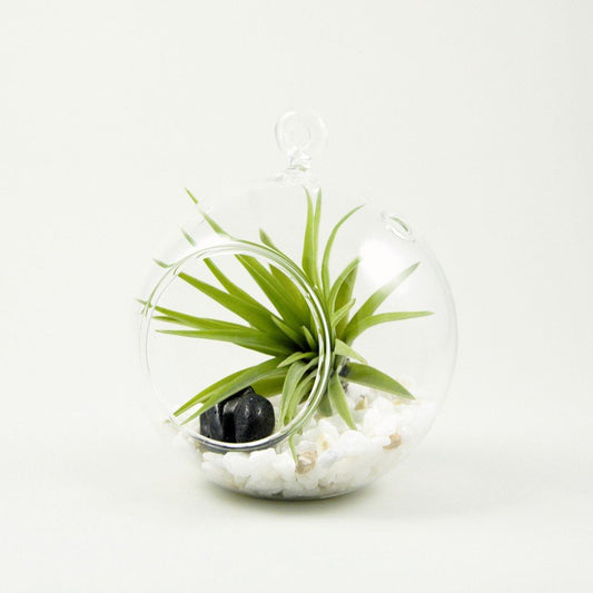 Blasenbaby 10 cm. Terrarium