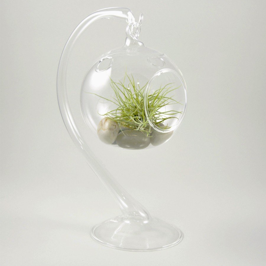 Bubble marconae clump Terrarium