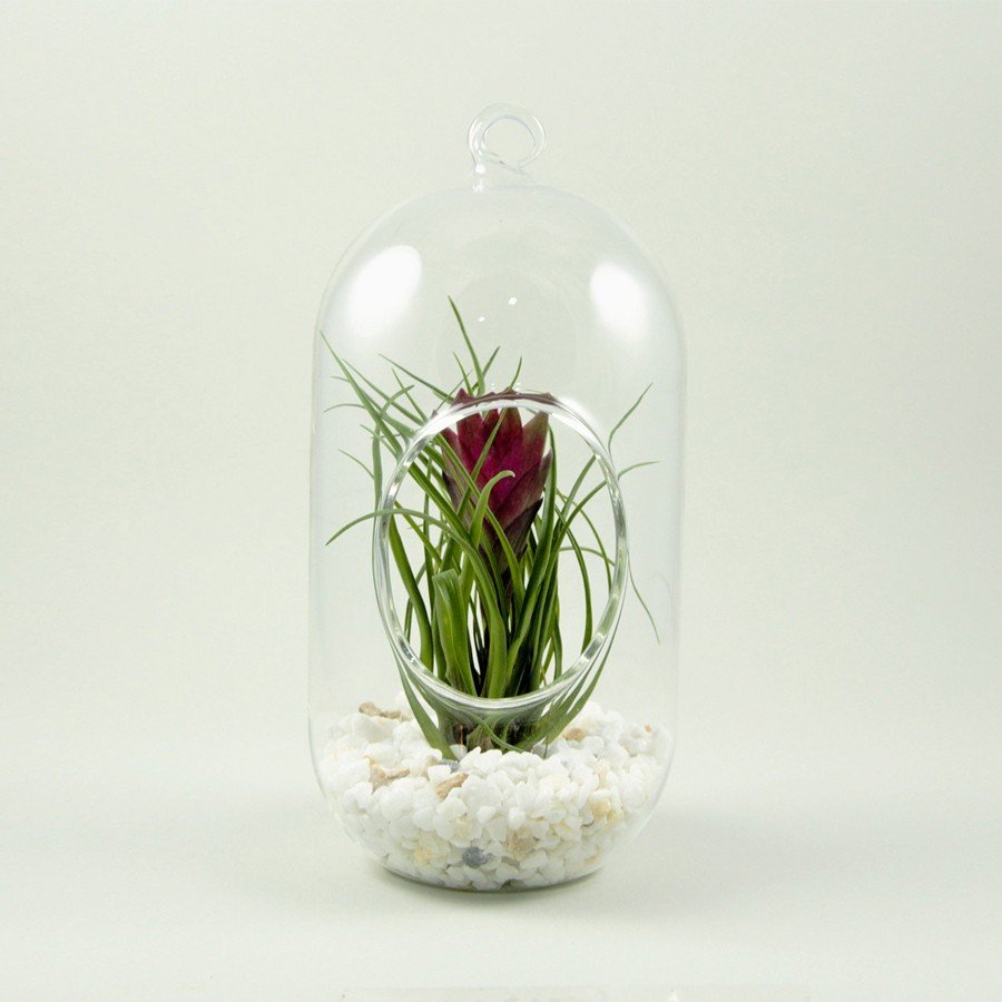 Capsule Terrarium