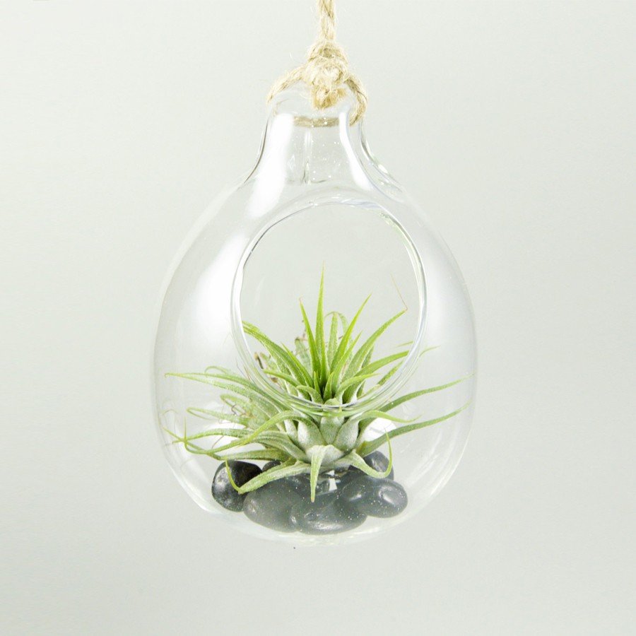 Drop Terrarium