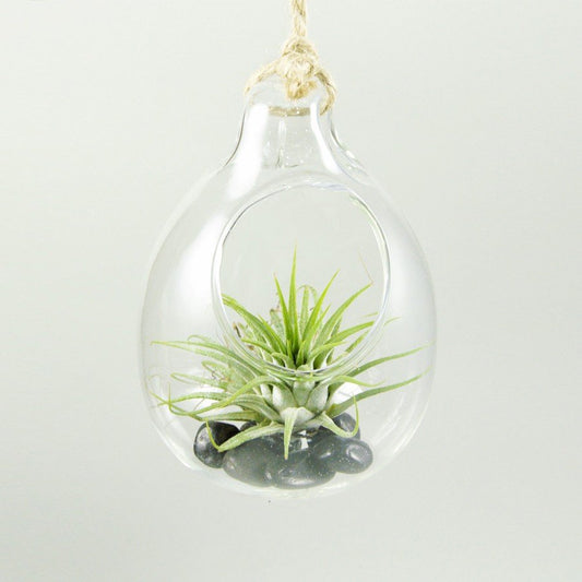 Terrarium fallen lassen