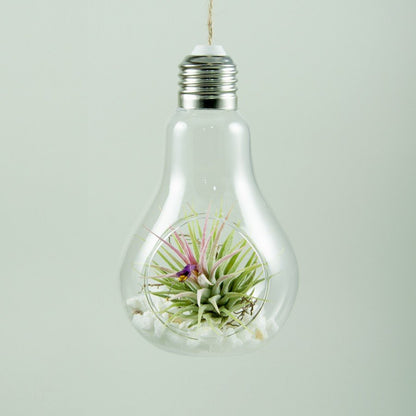 Bulb - Hanging glass terrarium with Tillandsia Ionantha Ionantha