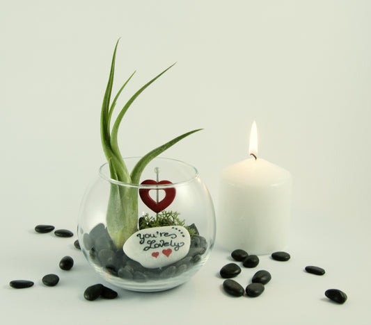 Valentinstag-Aquarium – Glasterrarium mit Tillandsia Caput Medusae