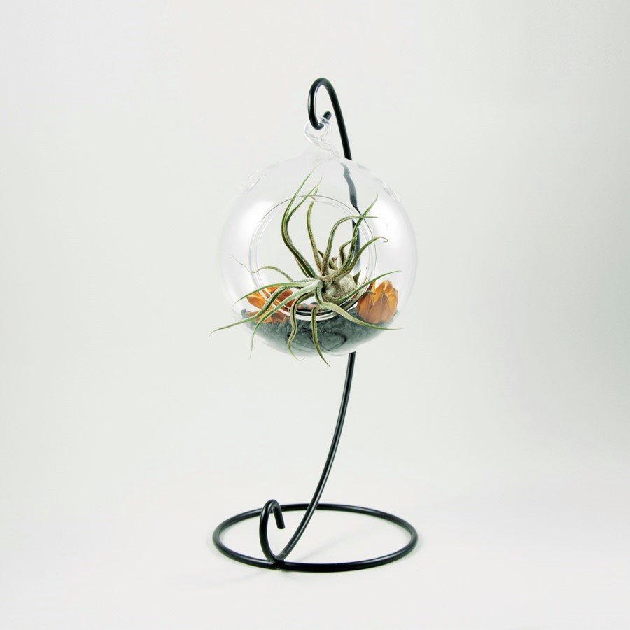 Metal Terrarium – Tillandsia Garden