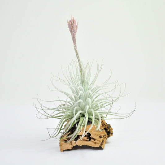 Tectorum Schnee Tillandsia