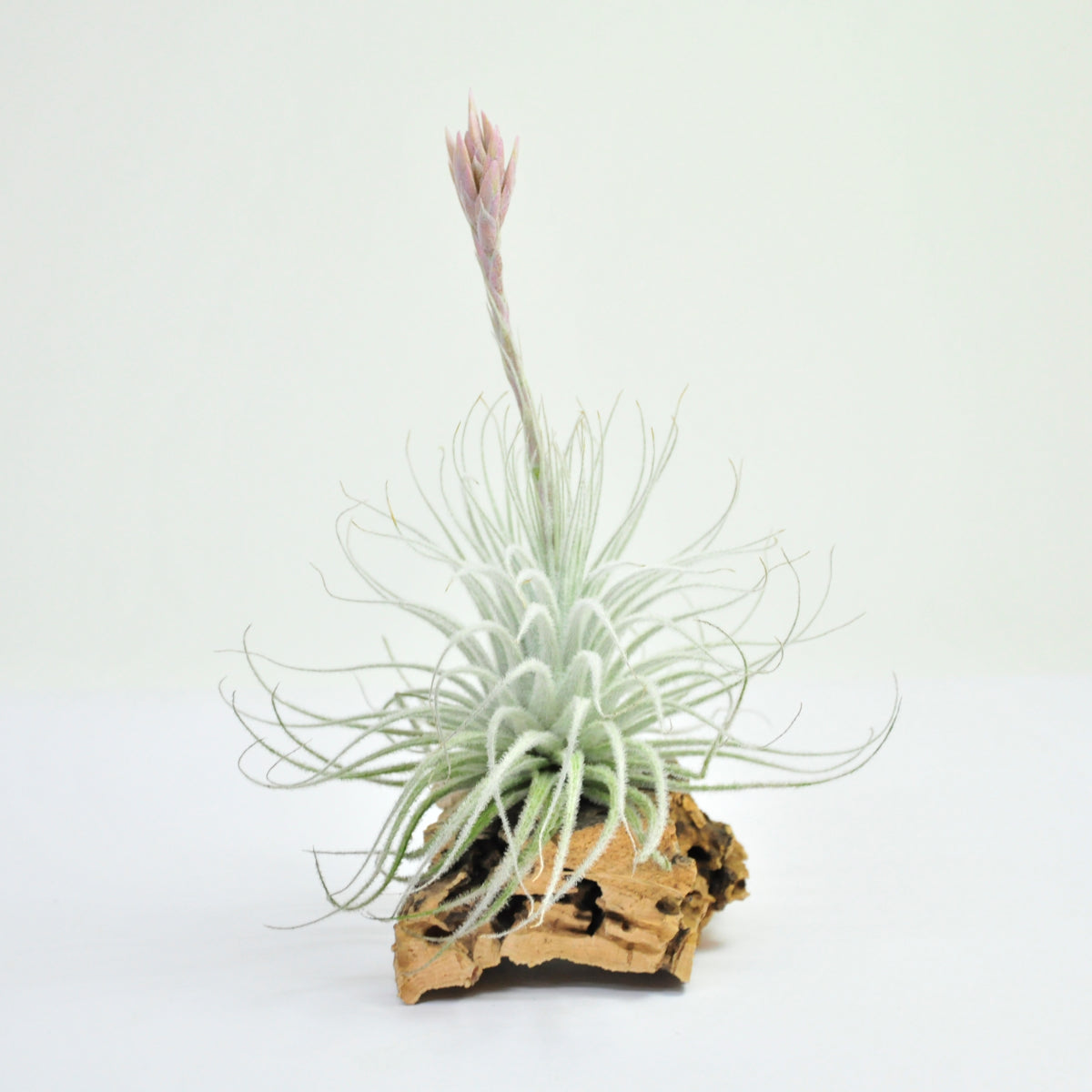 Tillandsia Tectorum Snow