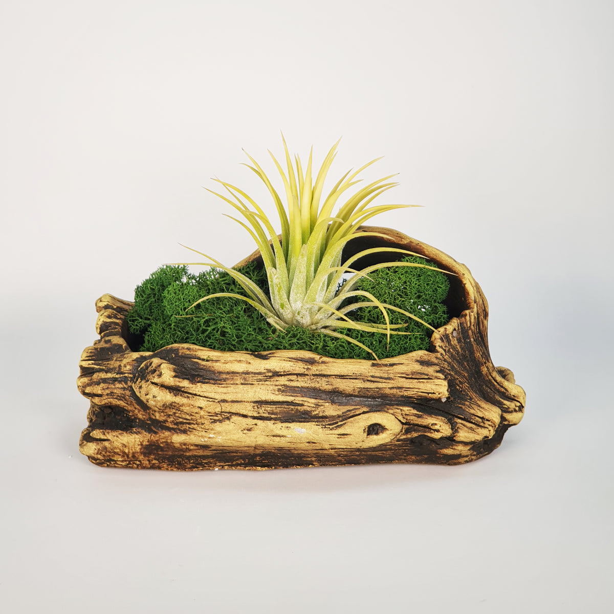 Tiesto de tronco artificial con Tillandsias Nr. 1