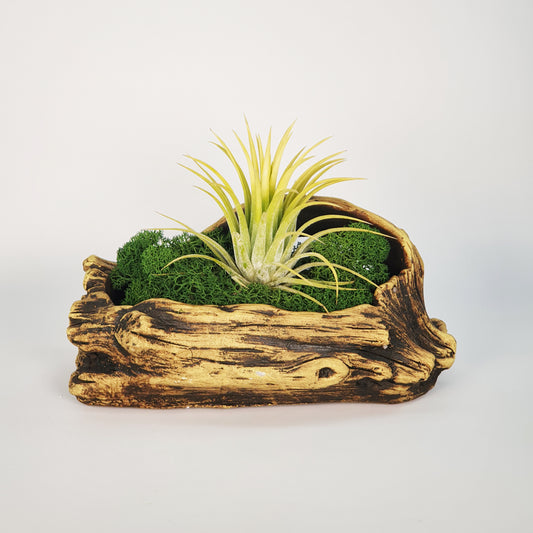 Artificial trunk pot with Tillandsias Nr. 1