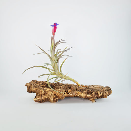 Tillandsia Aeranthos Aemula