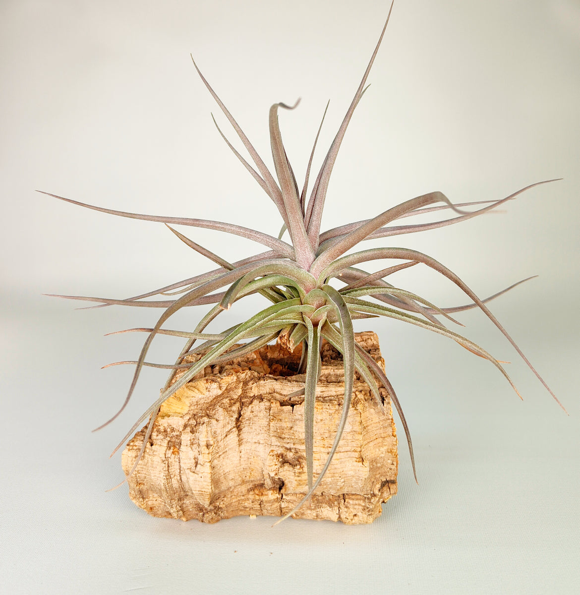 Tillandsia Aeranthos Burgundy