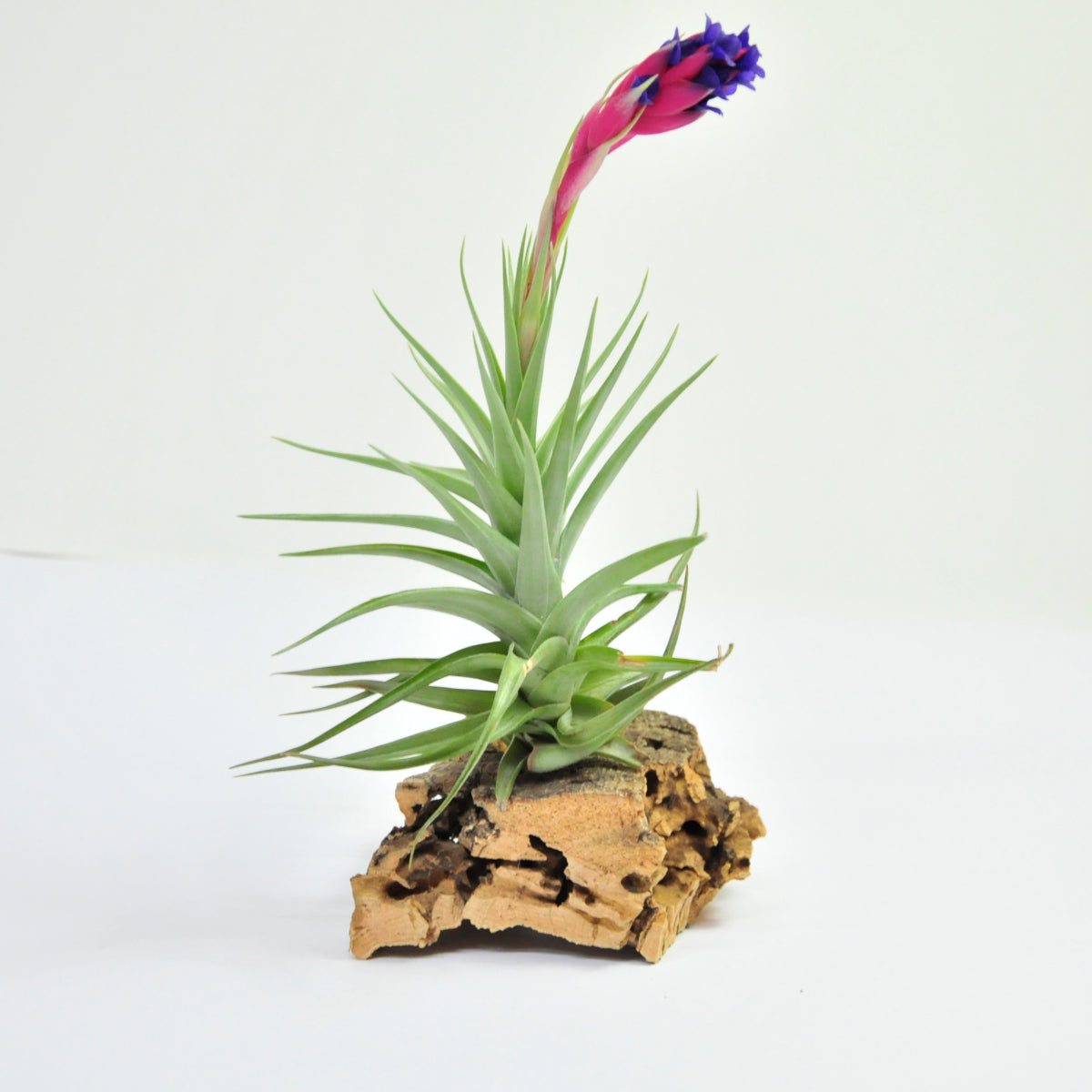 Tillandsia Aeranthos Dark Flower