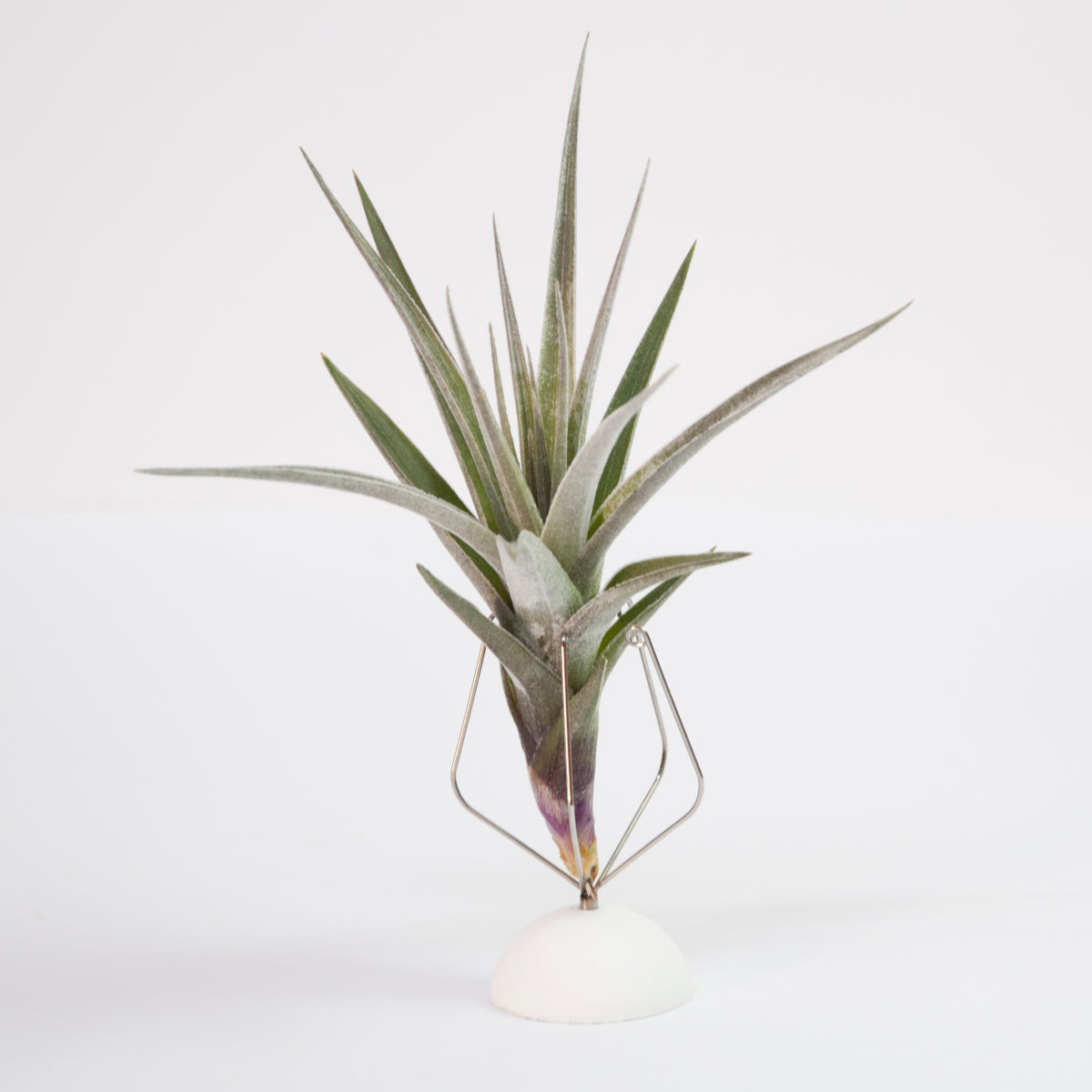 Tillandsia Aeranthos Dilemma