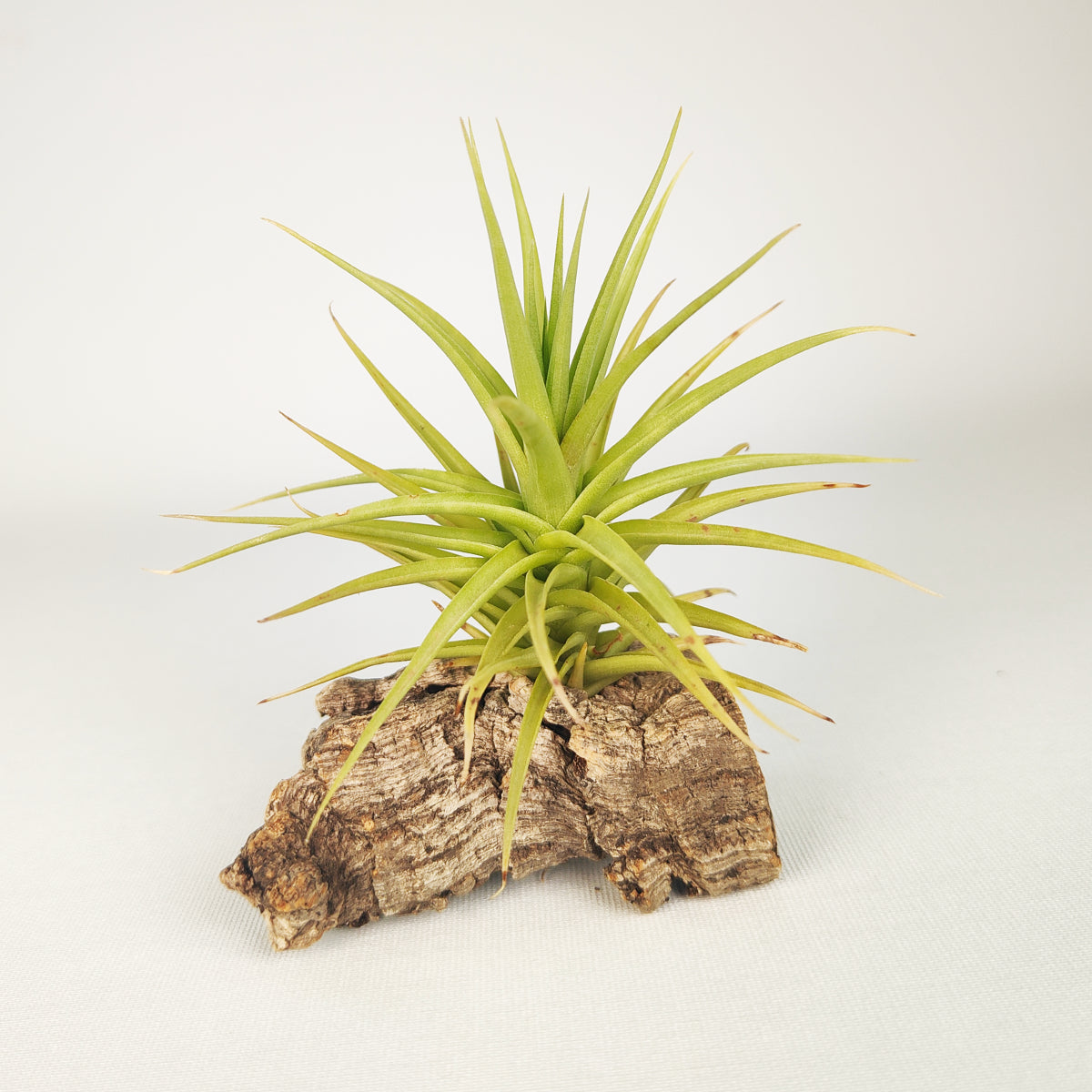 Tillandsia Aeranthos Miniata