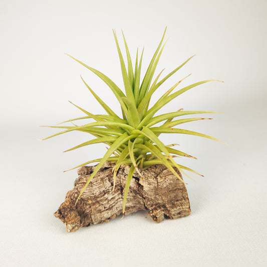 Tillandsia Aeranthos Miniata