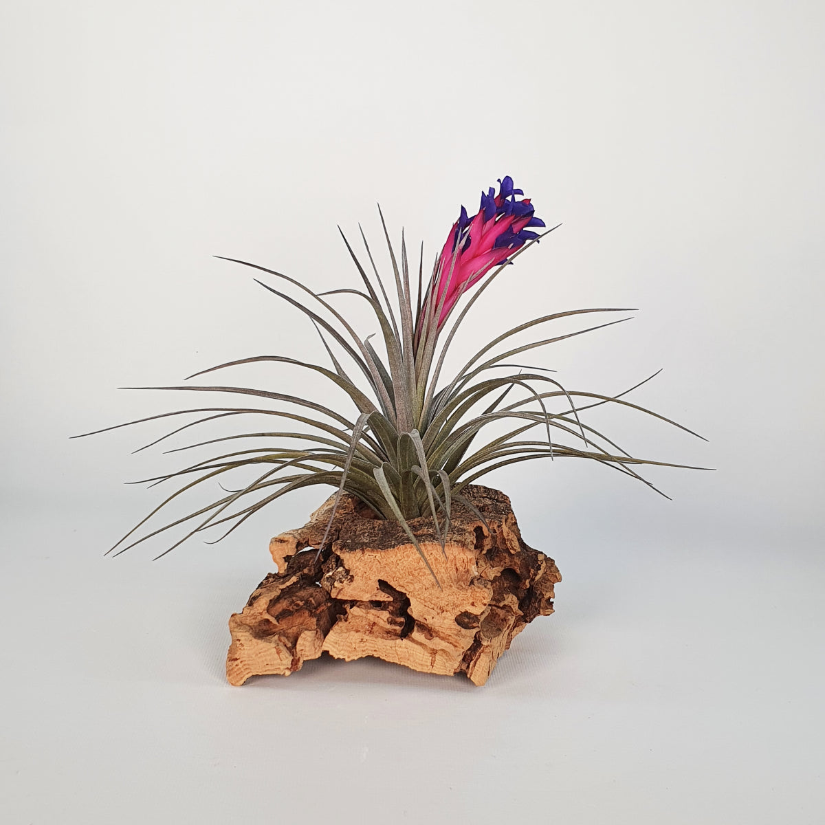 Tillandsia Aeranthos Negra