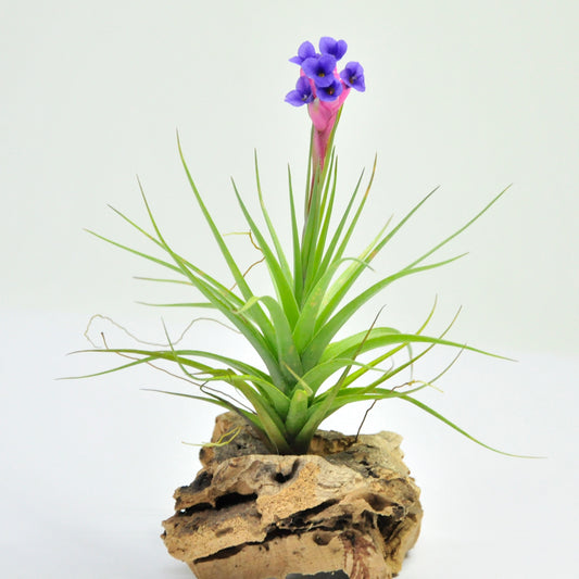 Tillandsia Aeranthos