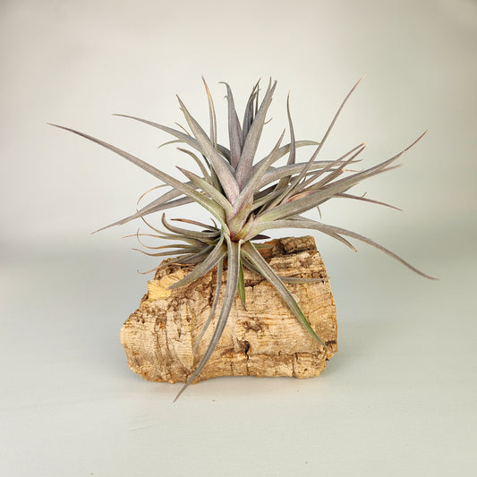 Tillandsia Aeranthos Purple Leaf