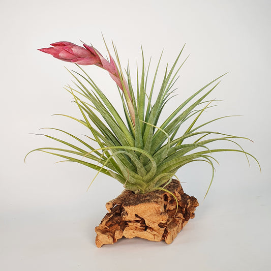 Tillandsia Tropic Skye