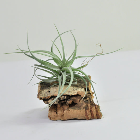 Tillandsia Aeranthos Wavy Slim