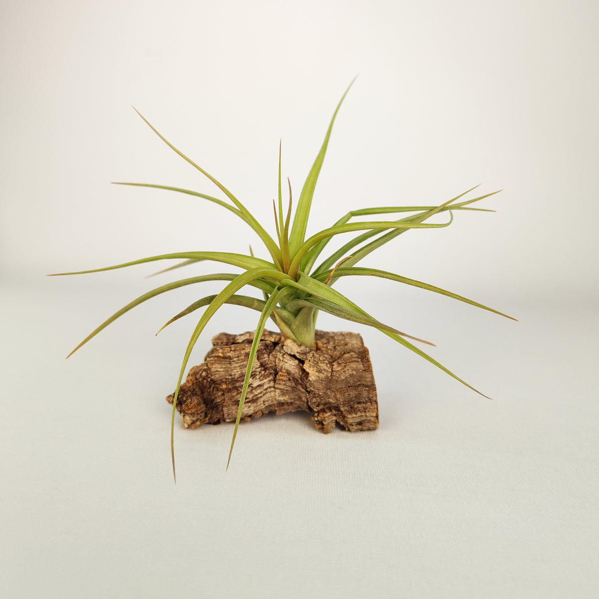 Tillandsia Aeranthos x Bergeri