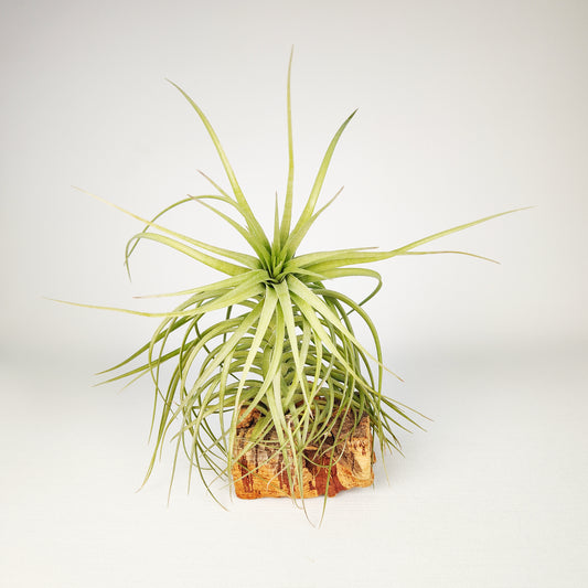 Tillandsia Aeranthos x Holm's Star Rose