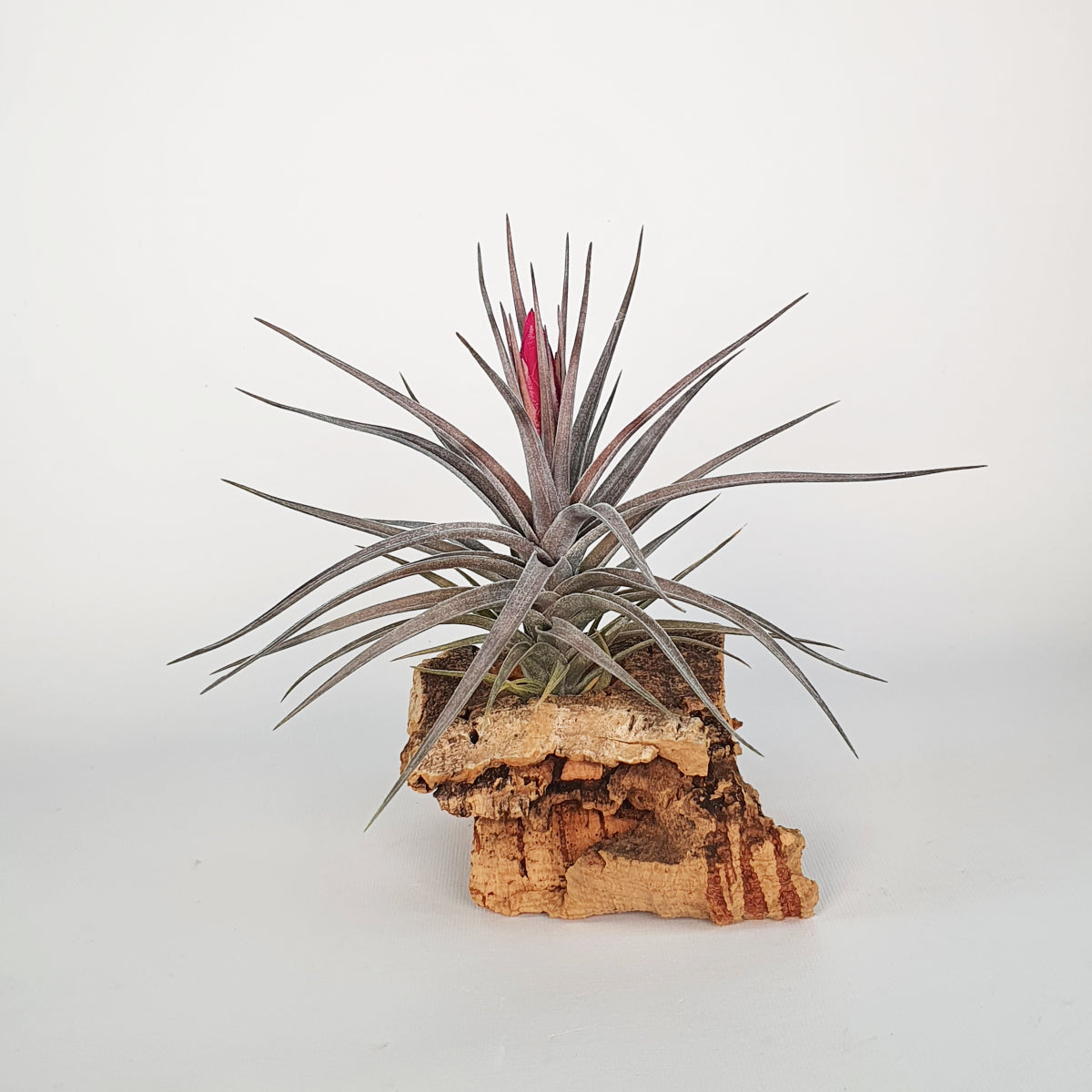 Aeranthos x Tenuifolia Amethyst Tillandsia