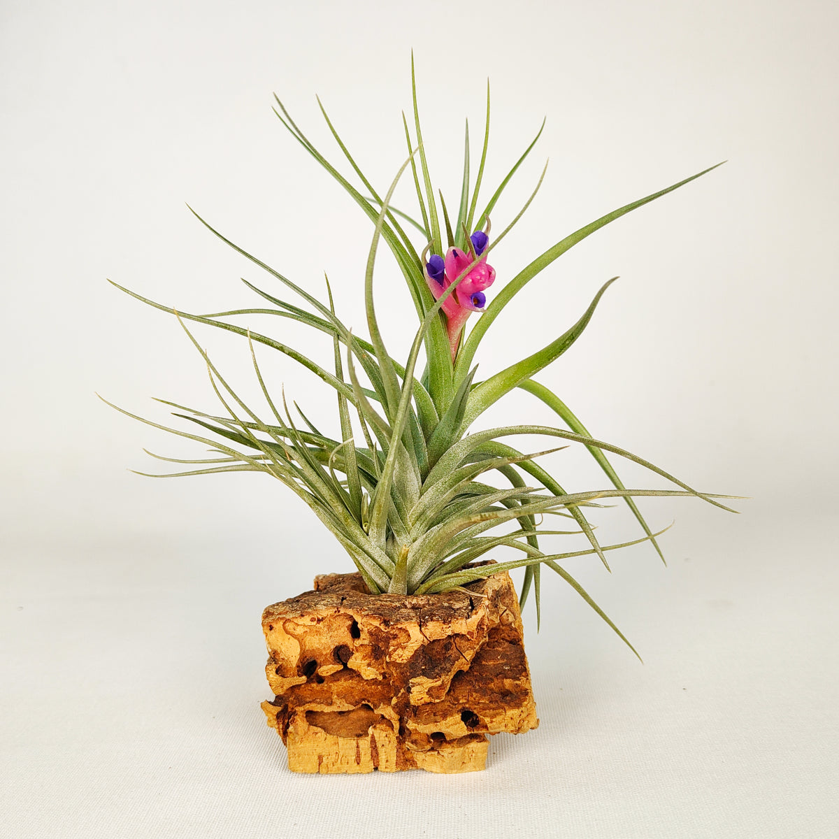 Holm´s Air Rose Tillandsia