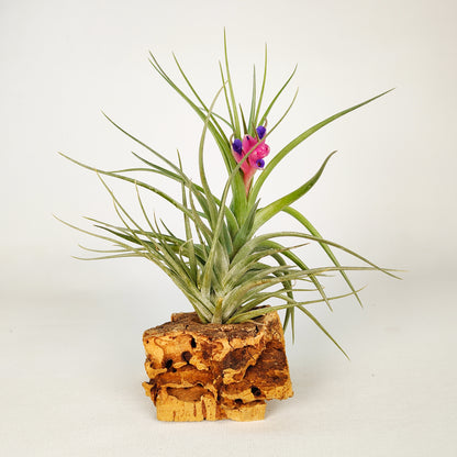 Holm´s Air Rose Tillandsia