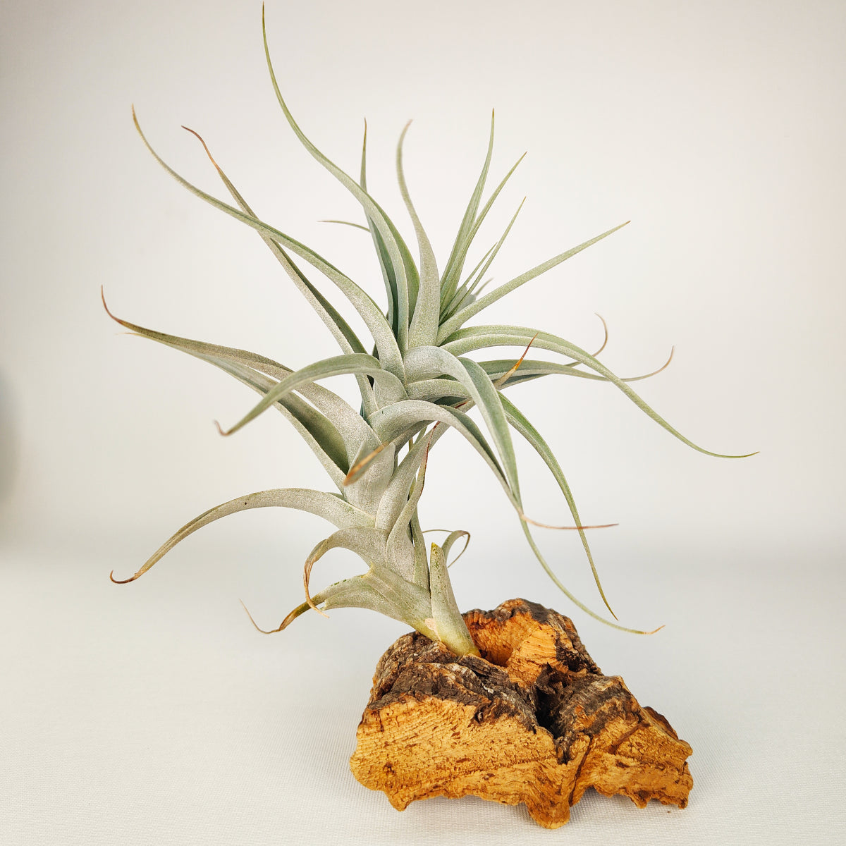 Tillandsia Albida Giant