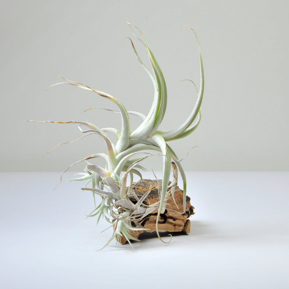 Tillandsia Albida Pulk