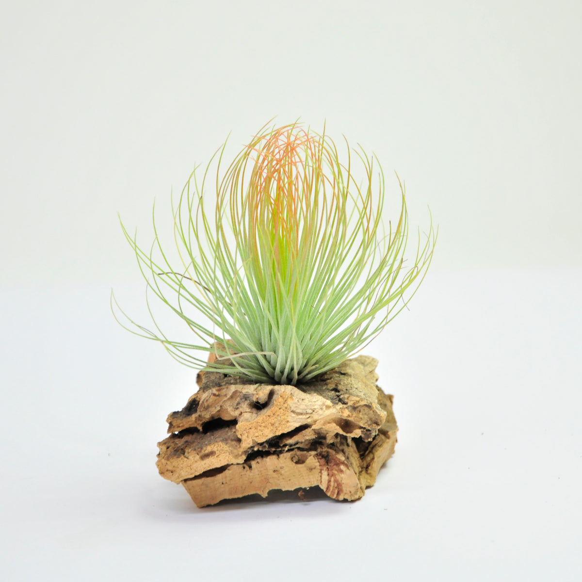 Tillandsia Andreana