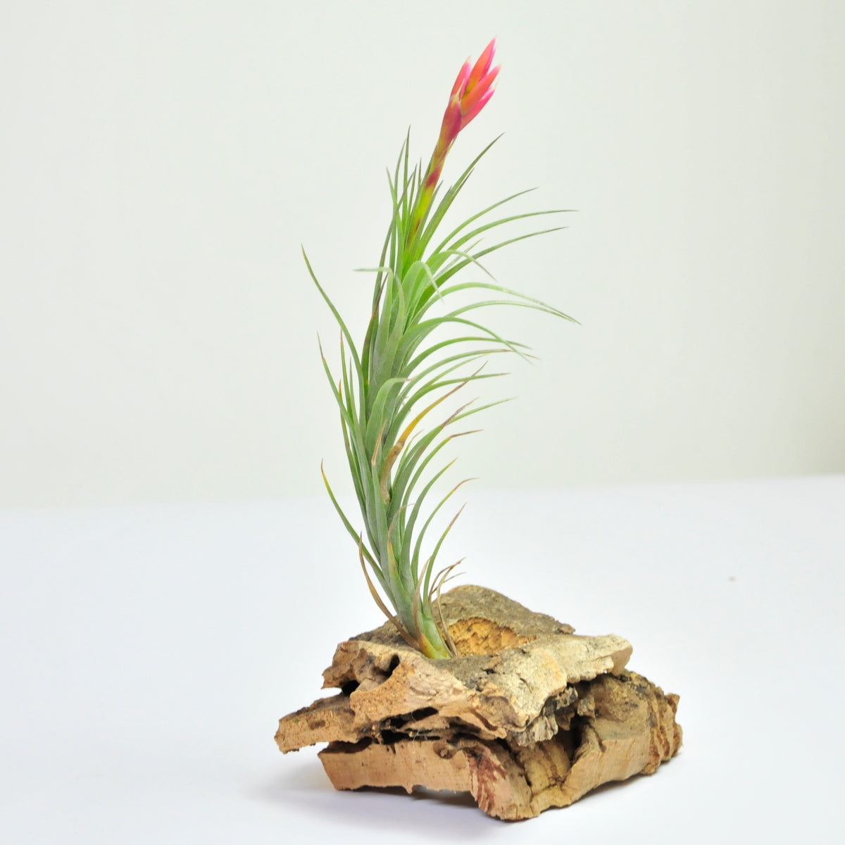 Araujei Bronce Tillandsia