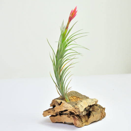 Araujei Bronze Tillandsia