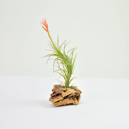 Araujei Tillandsia