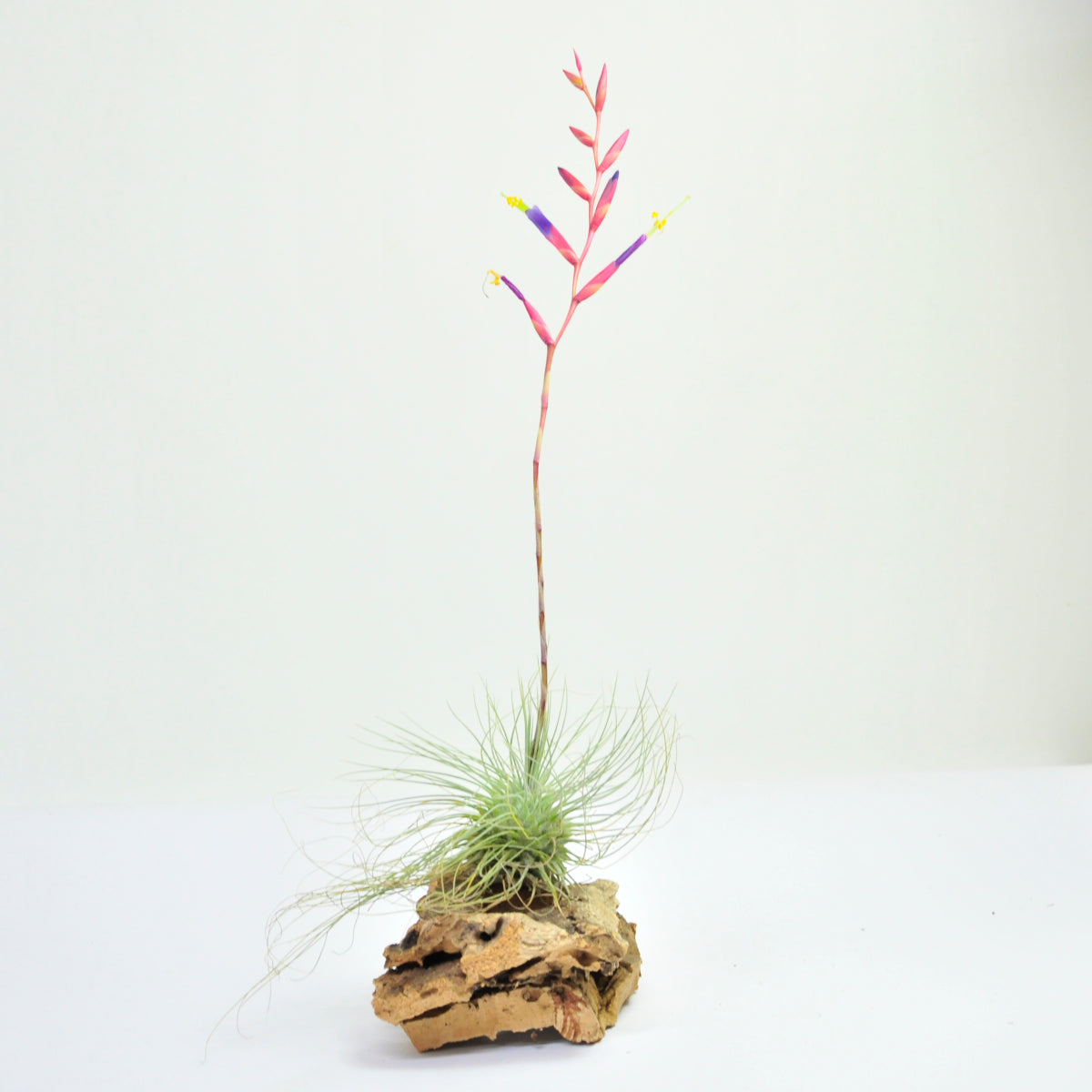 Tillandsia Fuchsii Gracilis