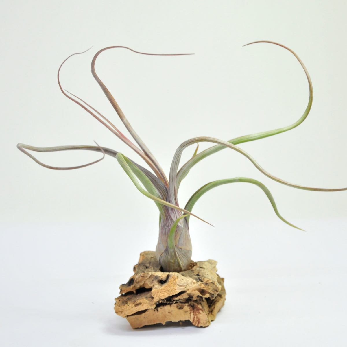 Tillandsia Baileyi